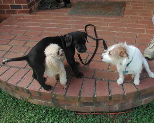 Tobias, Isabel, and Molly 